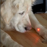 PDSA warns dog owners about laser pens